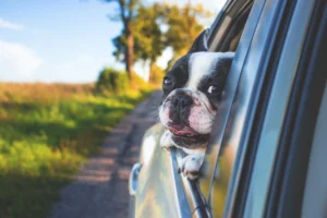 Le transport d'animaux en VTC : Une nouvelle opportunité ou un défi pour les chauffeurs ?